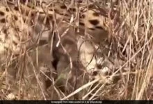 568nvrn8 namibian cheetah jwala 3 cubs twitter 625x300 23 January 24