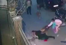 ckr25nfo delhi dog attack 625x300 24 January 24