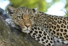 evcn18k8 katni leopard 625x300 22 November 23