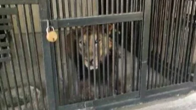 75n42ce8 lion mauls man tirupati zoo dongalpur 625x300 15 February 24