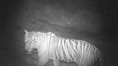 opbmvut tiger camera trap tamil nadu 625x300 02 February 24